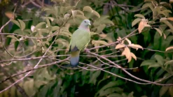 Farrow & Ball Estate Treron No.292 Matt Emulsion Paint, 2.5L -Home Paint Store farrow ball estate treron no 292 matt emulsion paint 2 5l5029496889222 lcl en