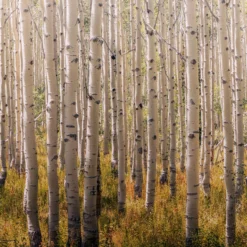 Grandeco Multicolour Birch Tree Matt Mural -Home Paint Store grandeco multicolour birch tree matt mural5411012446871 02c bq