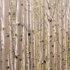 Grandeco Multicolour Birch Tree Matt Mural -Home Paint Store grandeco multicolour birch tree matt mural5411012446871 37c bq